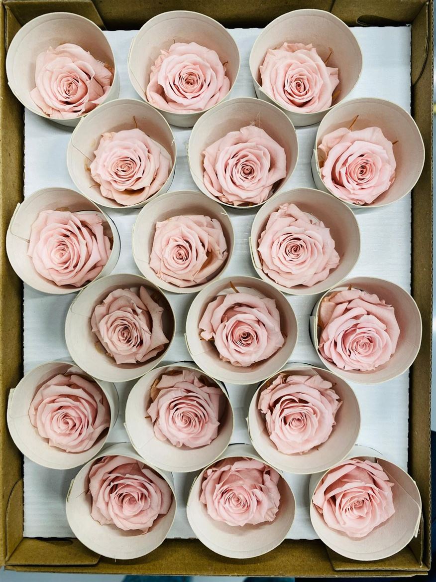 Preserved Rosa Mini Xs Pin 04