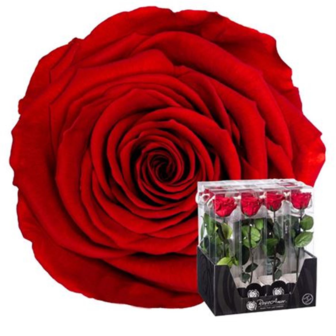 Preserved Rosa With Stem Red 02 + Display 30cm