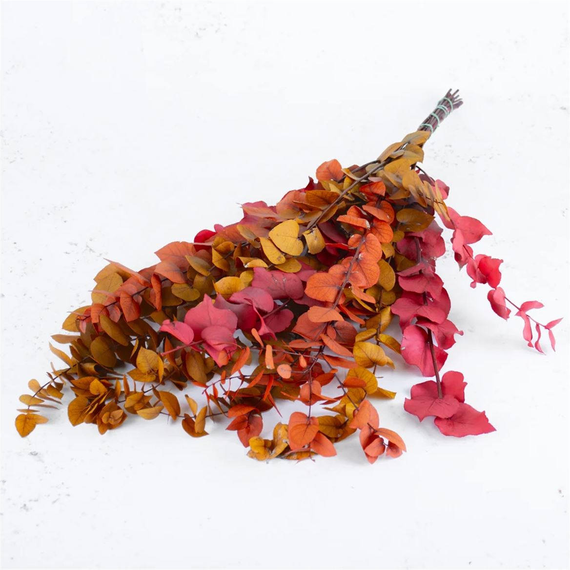 Preserved Eucalyptus Stuartiana - Autunno 150gr