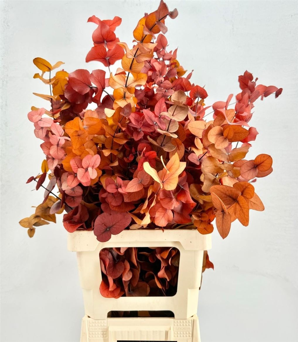Preserved Eucalyptus Cinerea - Autunno 150gr