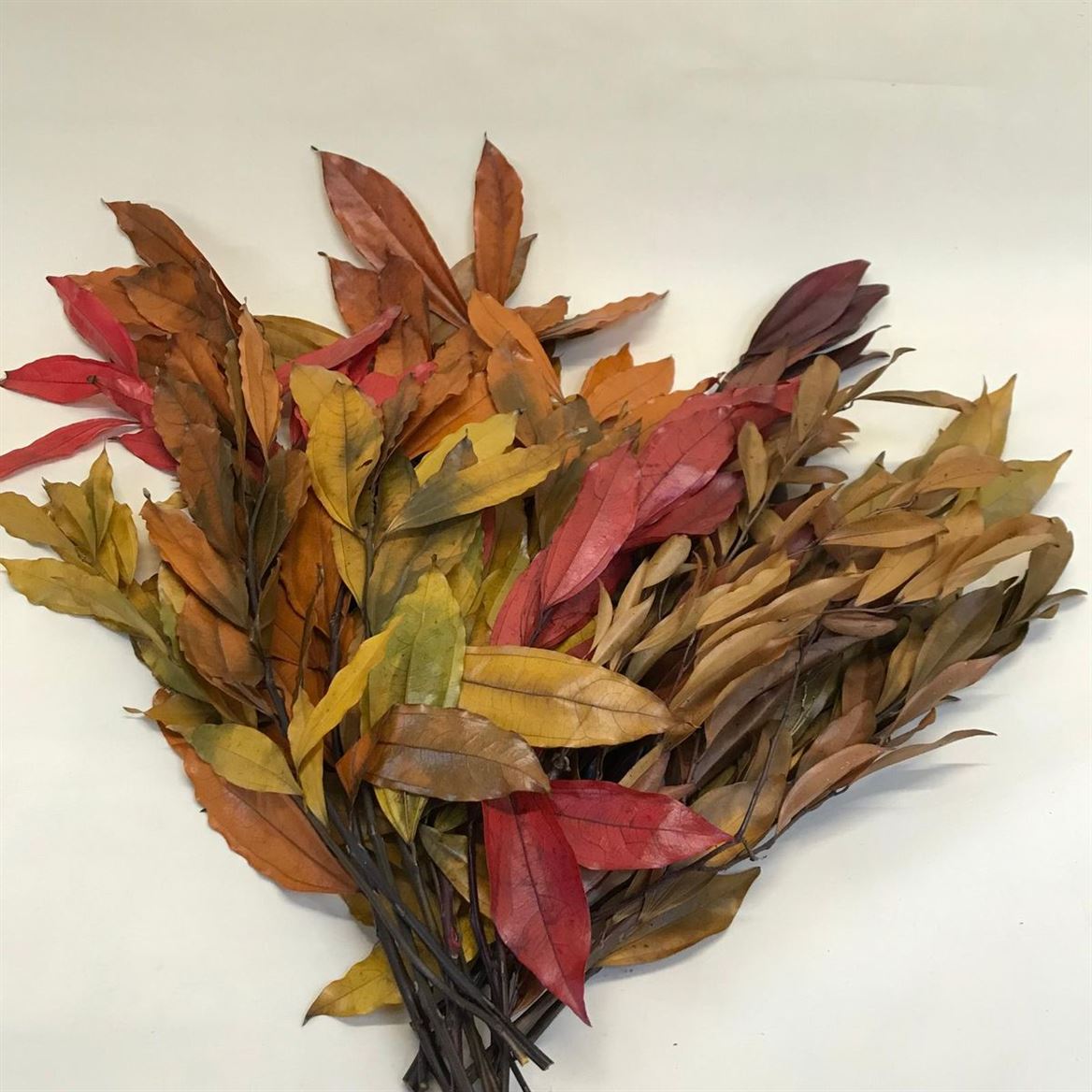 Preserved Cocculus Autunno