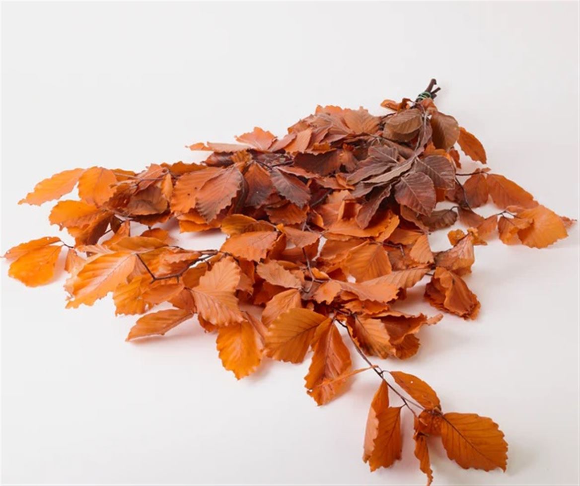 Preserved Faggio Premium - Arancio