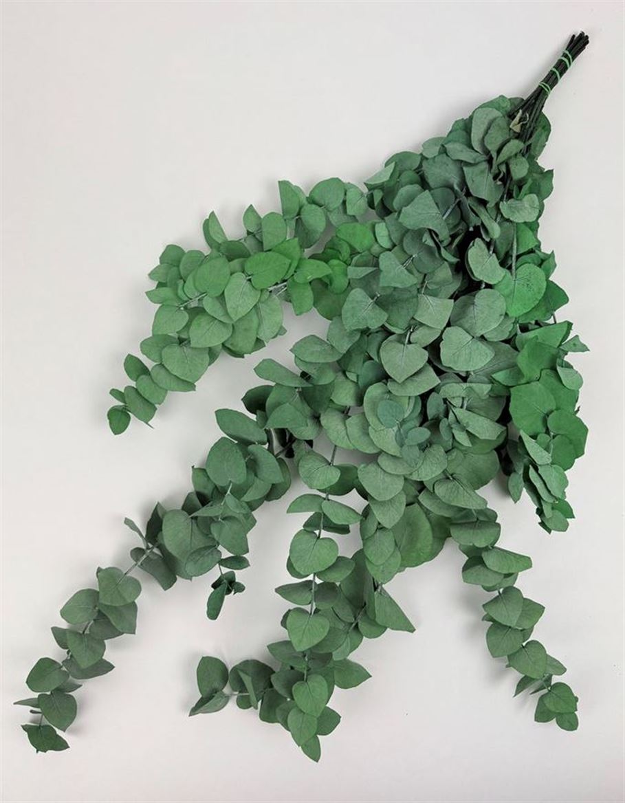 Preserved Eucalyptus Stuartiana - Verde 150gr