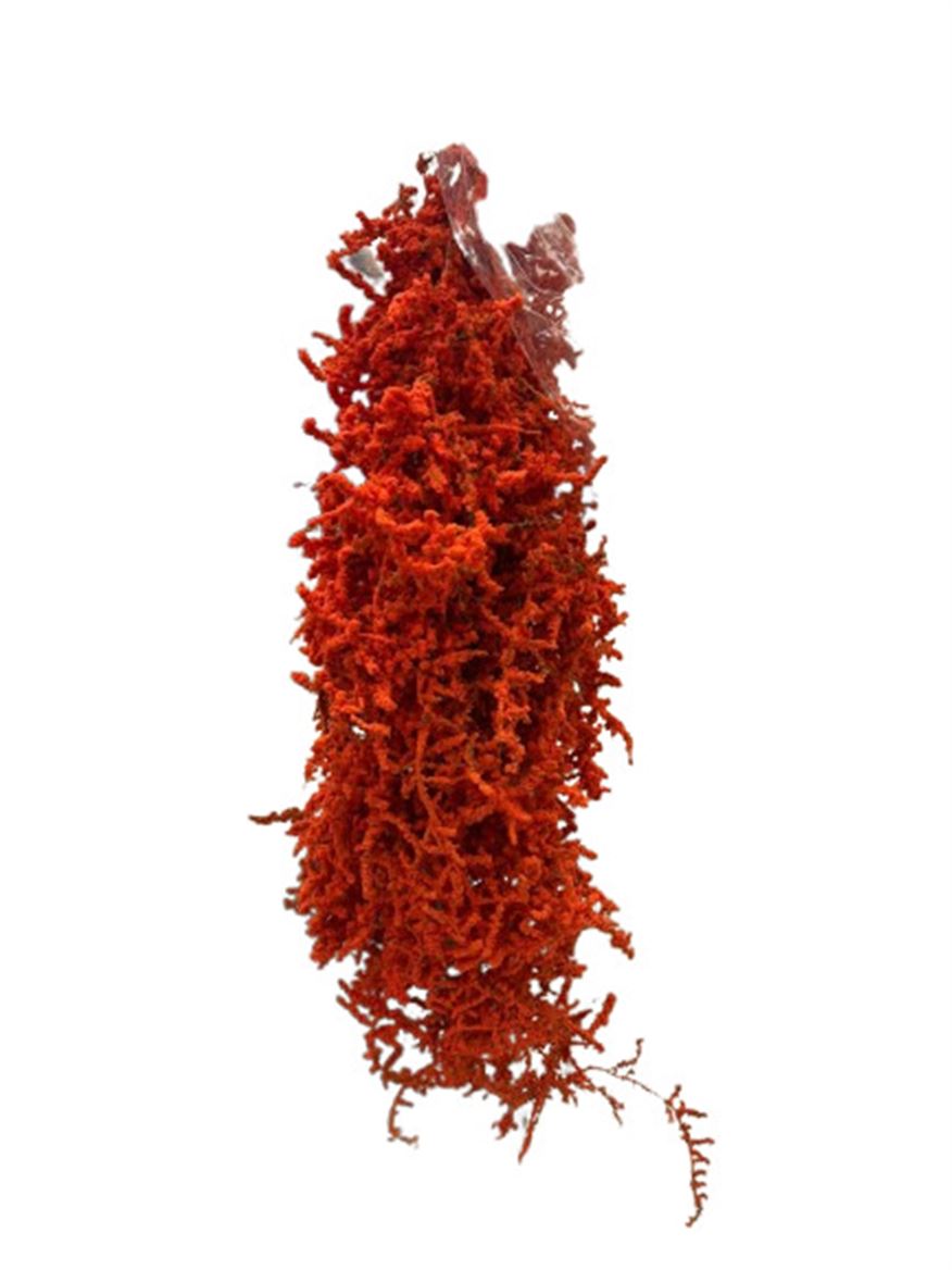 Asparagus Innevato Orange