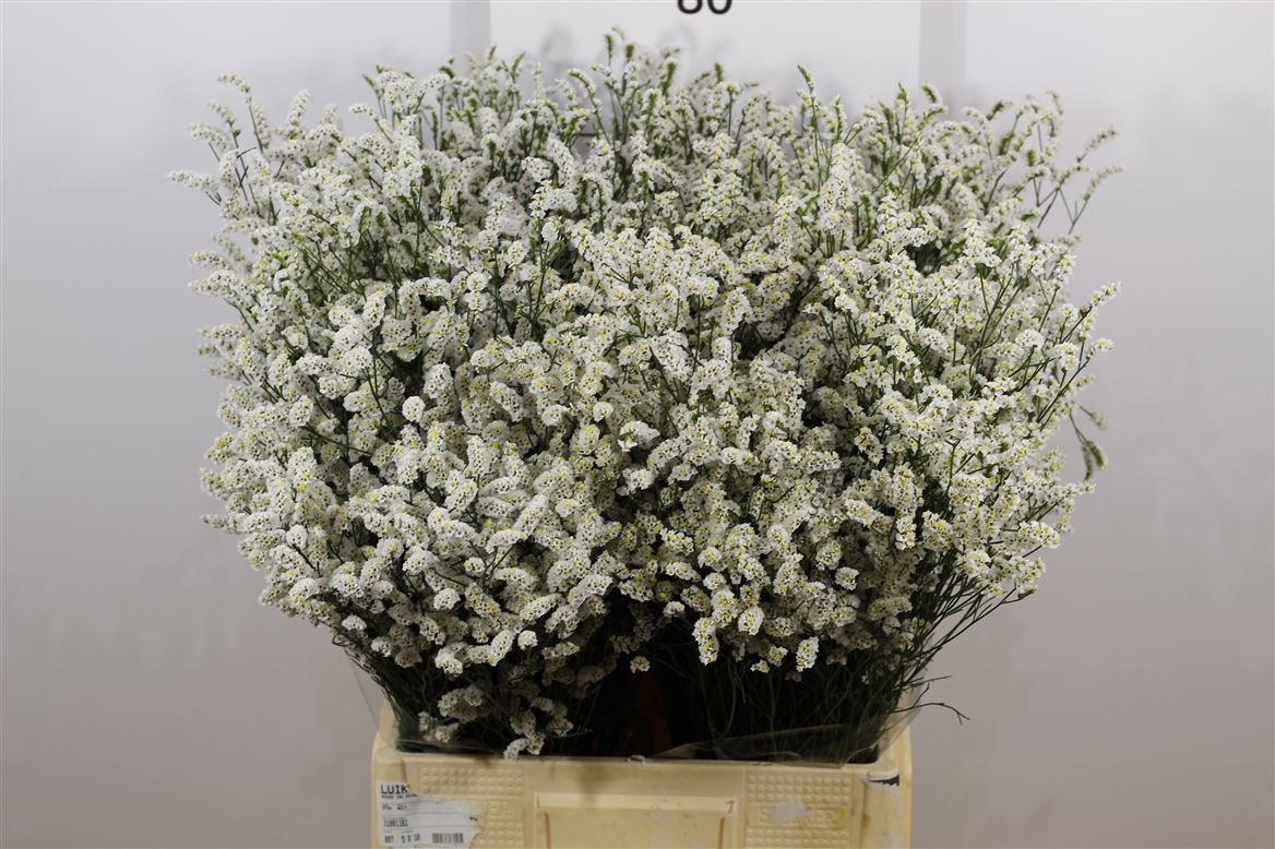 Lim Sin Joy White