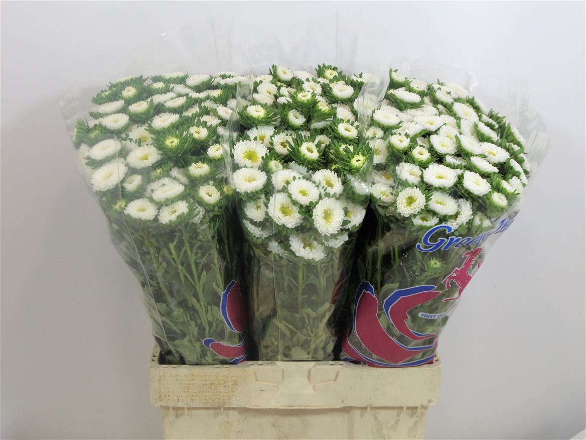 Aster Matsumoto White