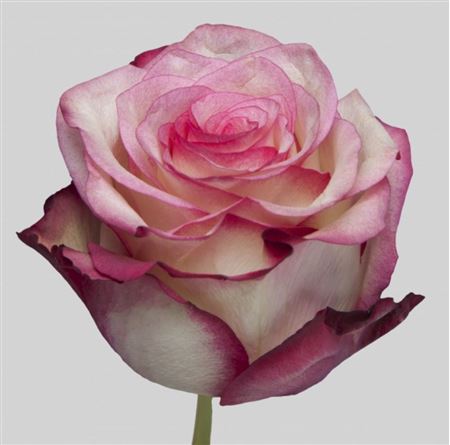Rosa Ec Paloma