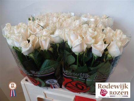 Rosa It Vendela