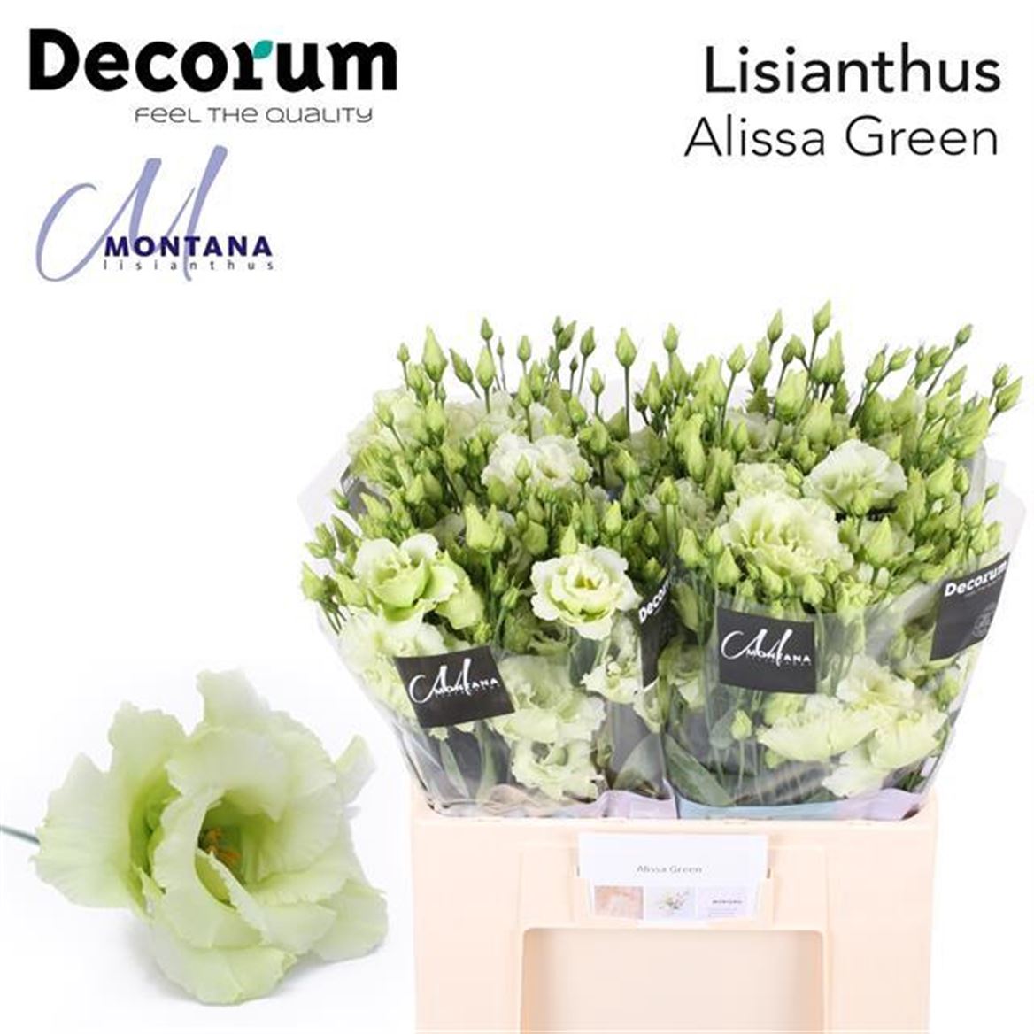 Lisianthus Du Alissa Green