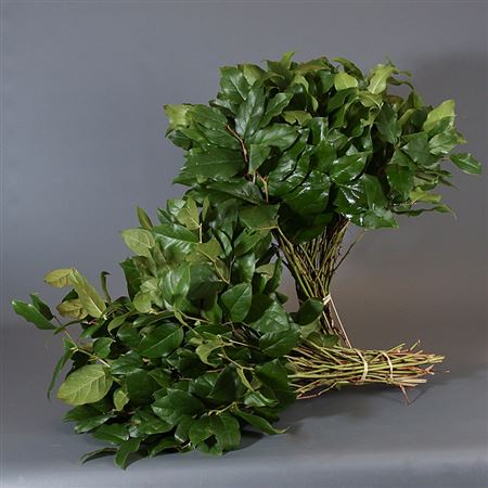 Verde Verde Salal Tip Orca