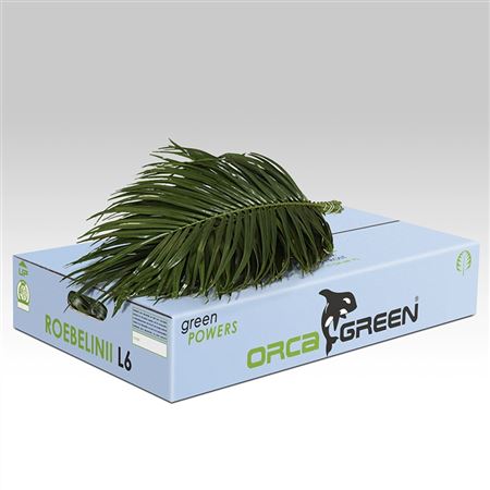 Verde Roebelinii