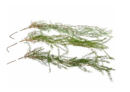 Art. Cadente Ramo Springeri Hanging 136cm - Mix Co