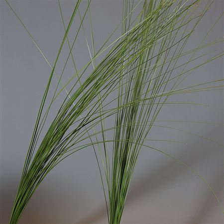 Verde Steelgrass
