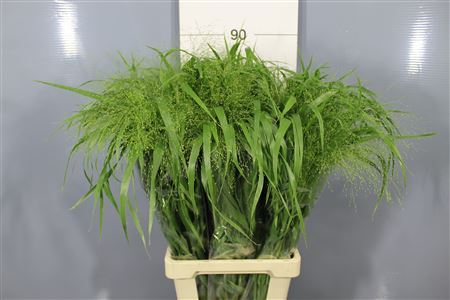 Panicum Fountain
