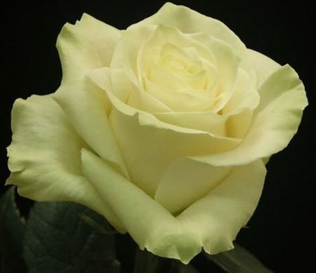 Rosa Ec Mondial Paradise