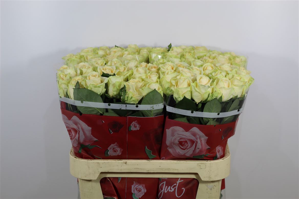 Rosa It Peach Avalanche