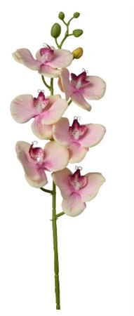 Art. Ramo Phaleonopsis Cm69 Peach Yellow