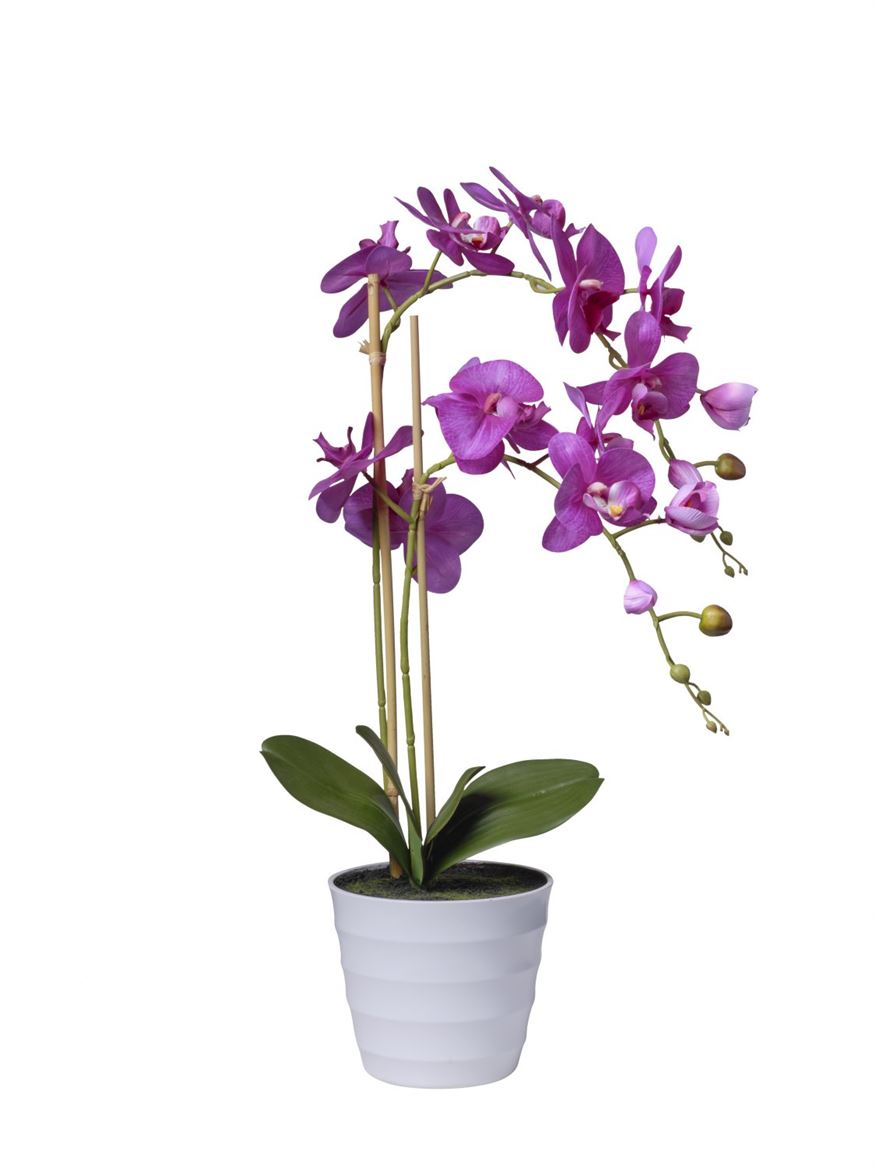 Art. Pianta Phaleonopsis X2 71cm - Beauty