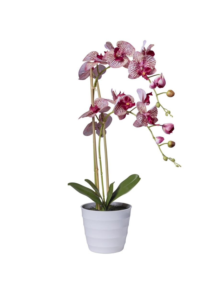 Art. Pianta Phaleonopsis X2 71cm - Burgundy