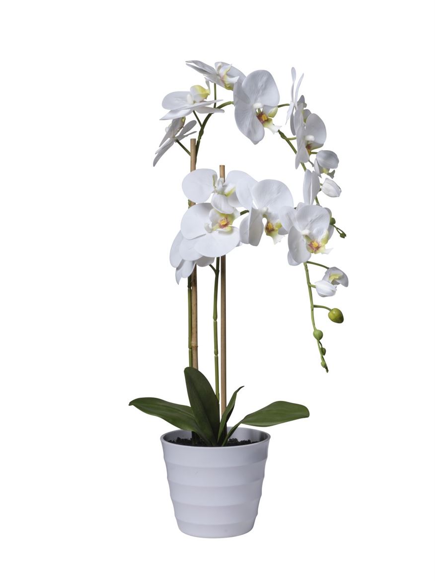 Art. Pianta Phaleonopsis X2 71cm - White