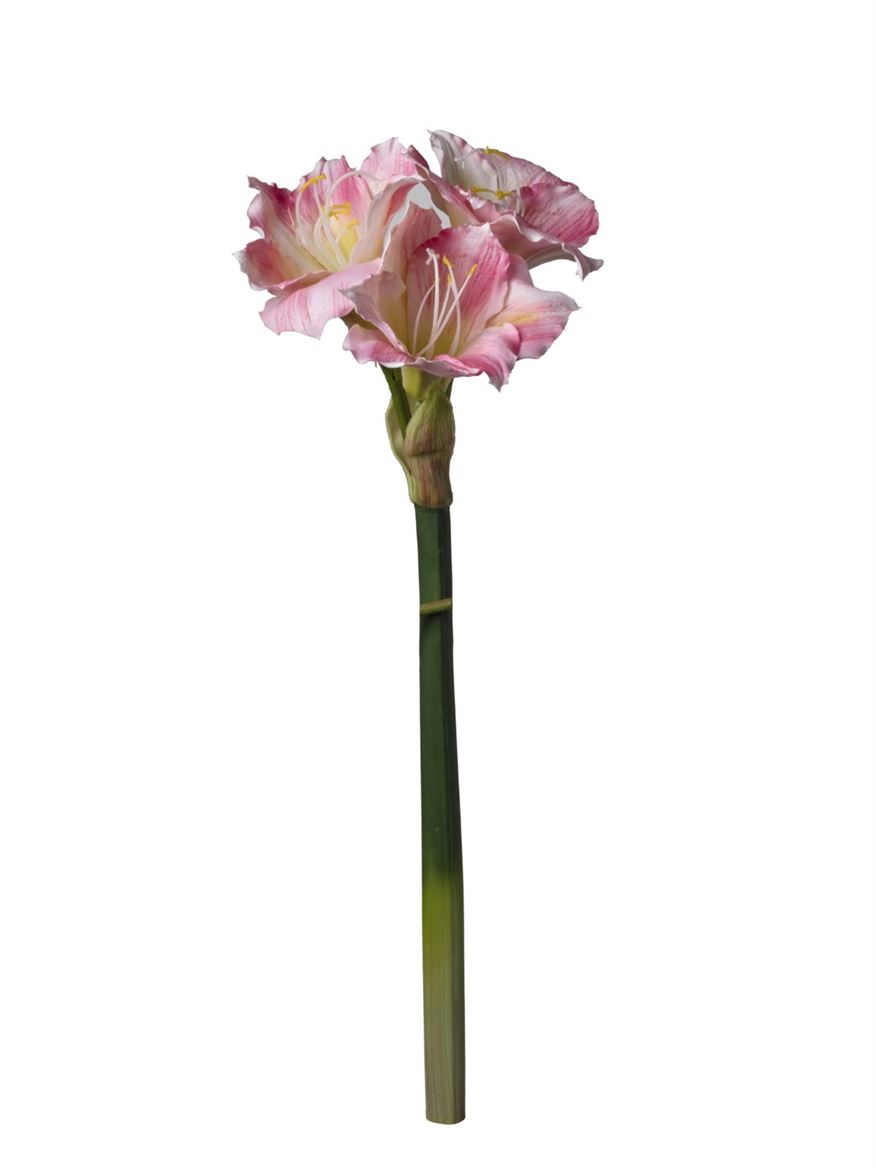 Art. Ramo Amaryllis 20x20x56cm - Pink White