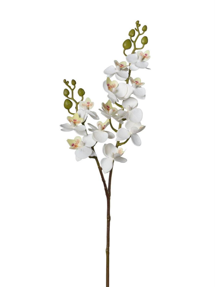 Art. Ramo Phalaeonopsis X12 60cm - White
