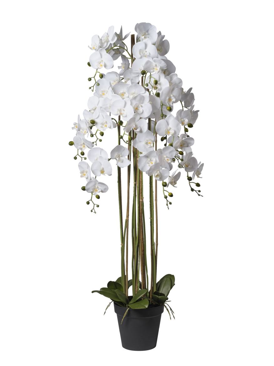 Art. Pianta Orchidea X9 66x66x145cm - White
