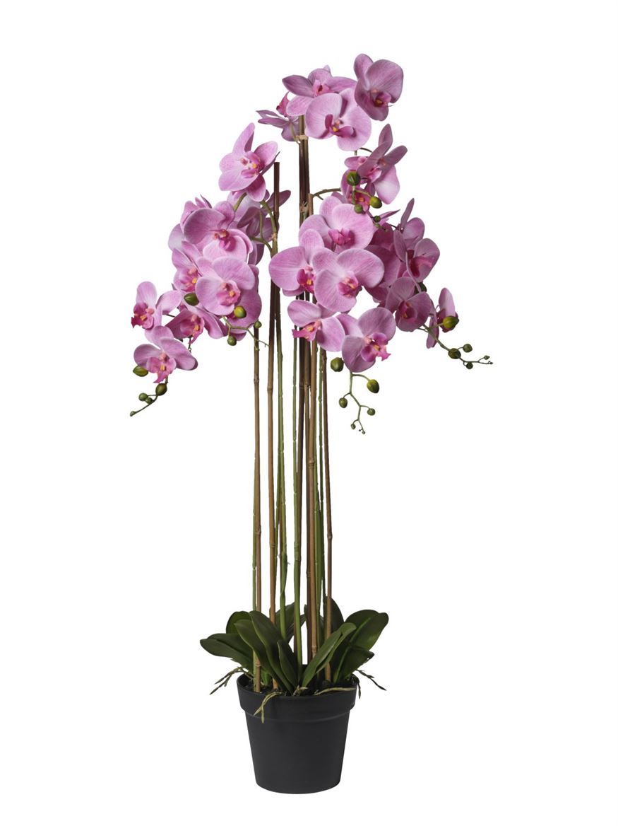 Art. Pianta Orchidea X7 66x66x114cm - Beauty
