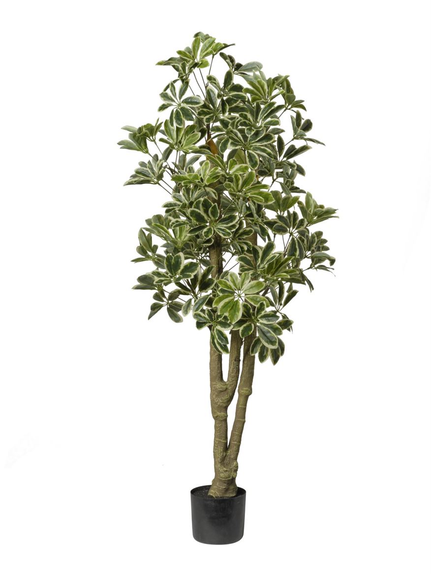 Art. Pianta Schefflera 120cm In Vaso