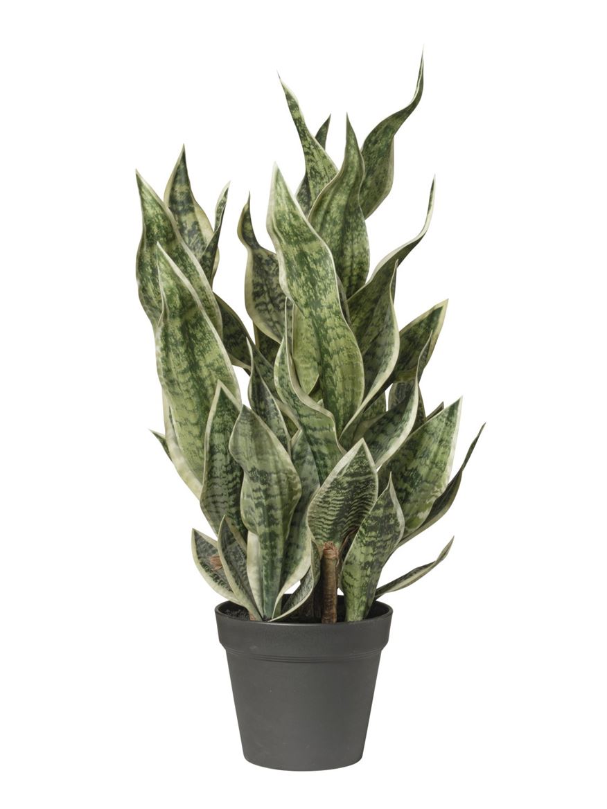 Art. Pianta Sanseveria In Vaso Cm81 - Green
