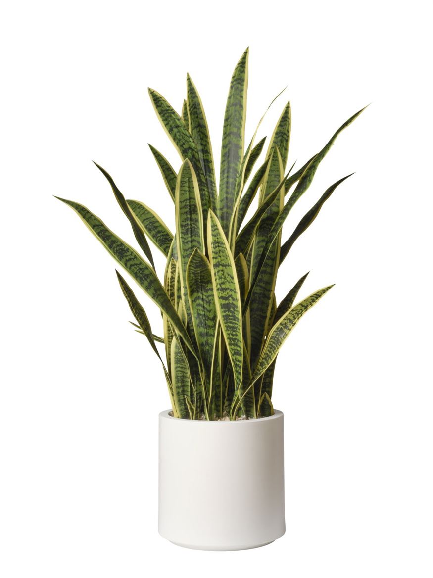Art. Pianta Sanseveria Cm135 - Yellow Green