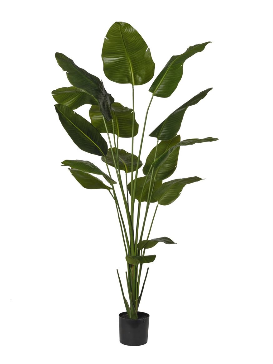 Art. Pianta Strelizia In Vaso H.210cm Green