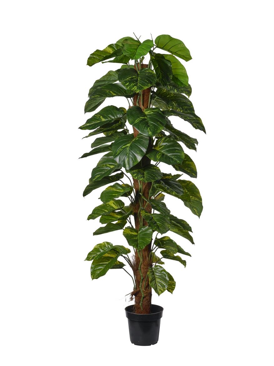 Art. Pianta Photos 180cm - Green