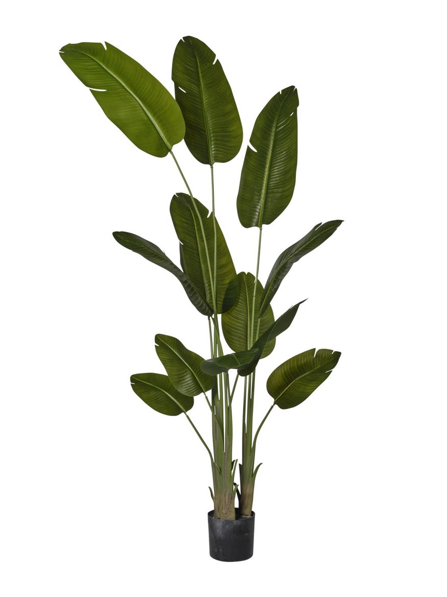 Art. Pianta Strelizia X3 In Vaso H.240cm Green