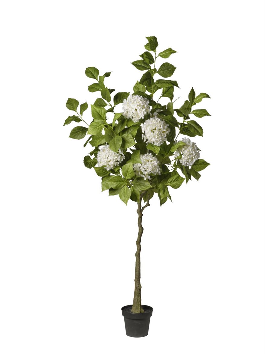 Art. Pianta Ortensie In Vaso Cm180 White