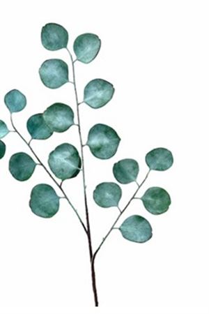 Art. Ramo Silver Dollar 80cm - Green
