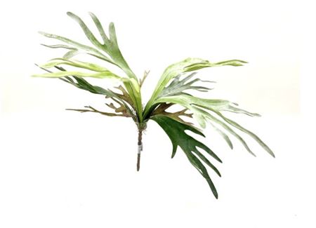 Art. V Platicerium Bush 60cm - Green