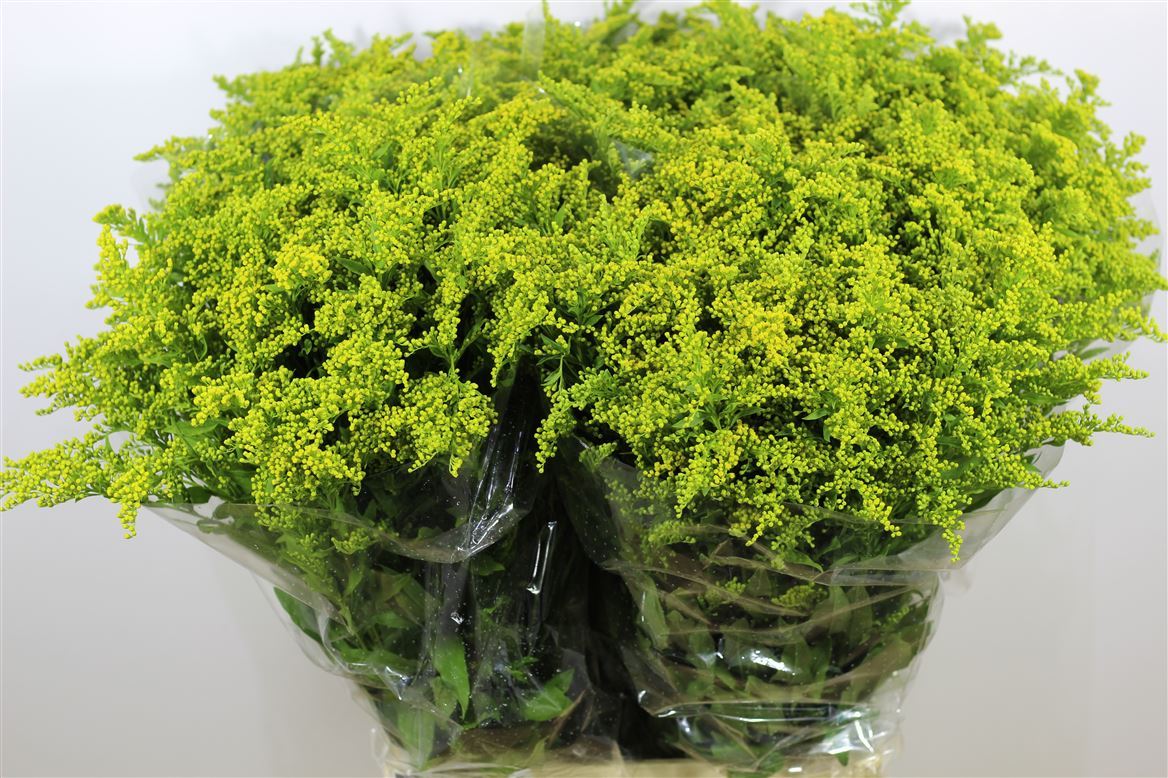 Solidago
