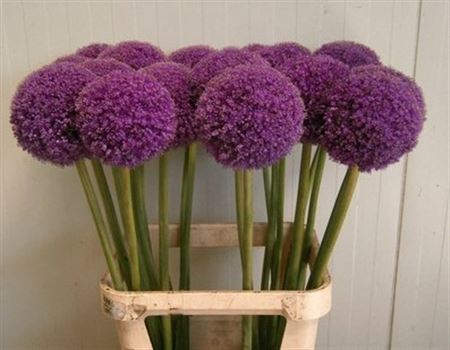 Allium Giganteum