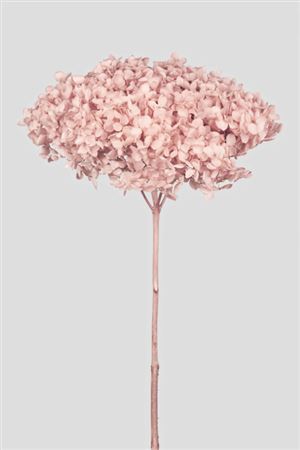 Preserved Hydrangea Annabelle Sakura