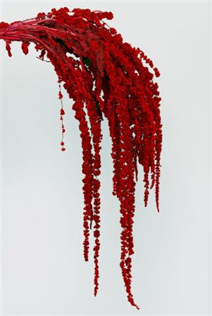 Preserved Amaranthus - Burgundy