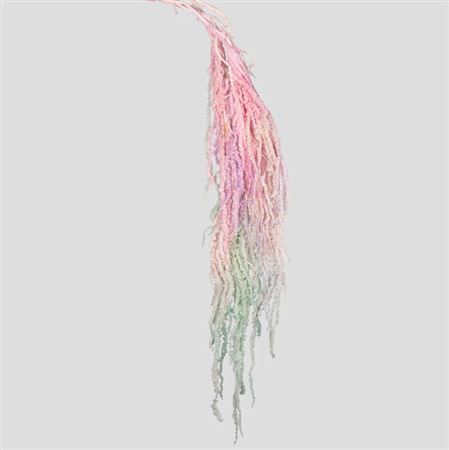 Preserved Amaranthus - Aurora Gradient