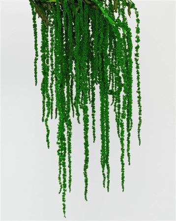 Preserved Amaranthus - Dark Green