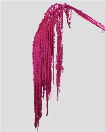 Preserved Amaranthus - Magenta
