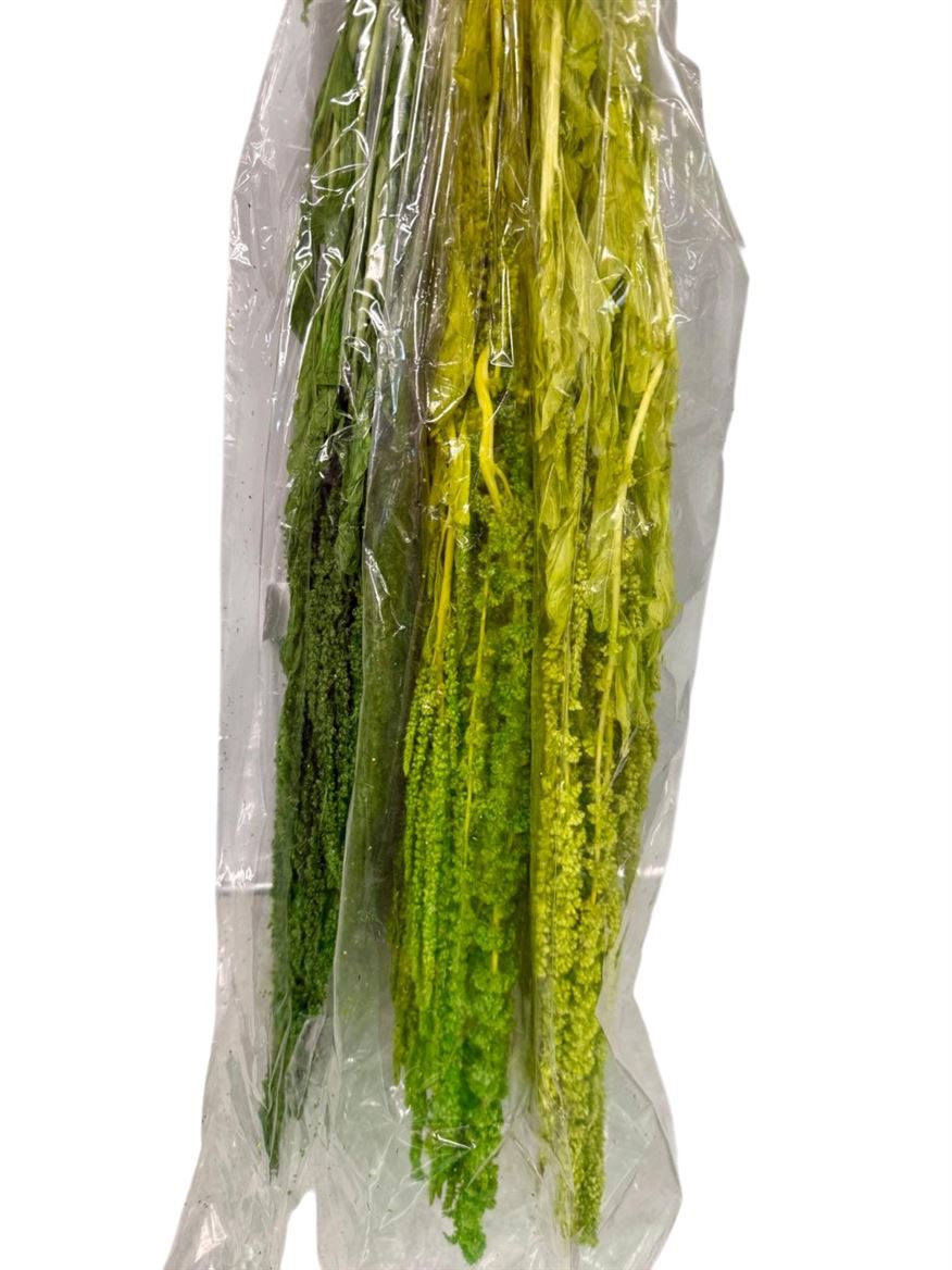 Preserved Amaranthus Green Mix