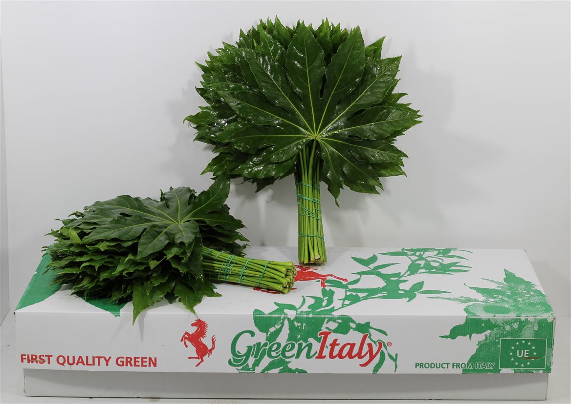 Aralia 40 Cm