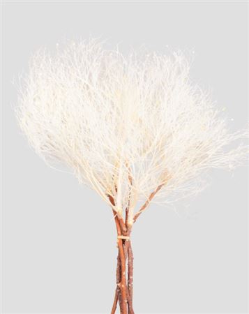 Preserved Dream Grass - White