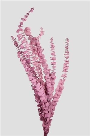 Preserved Eucalyptus Baby Blue - Mauve
