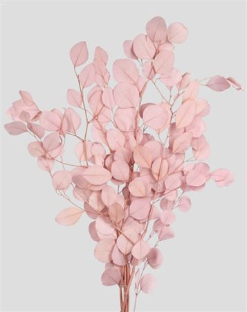 Preserved Eucalyptus Populus - Sakura