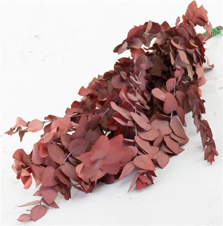 Preserved Eucalyptus Stuartiana Red 150gr